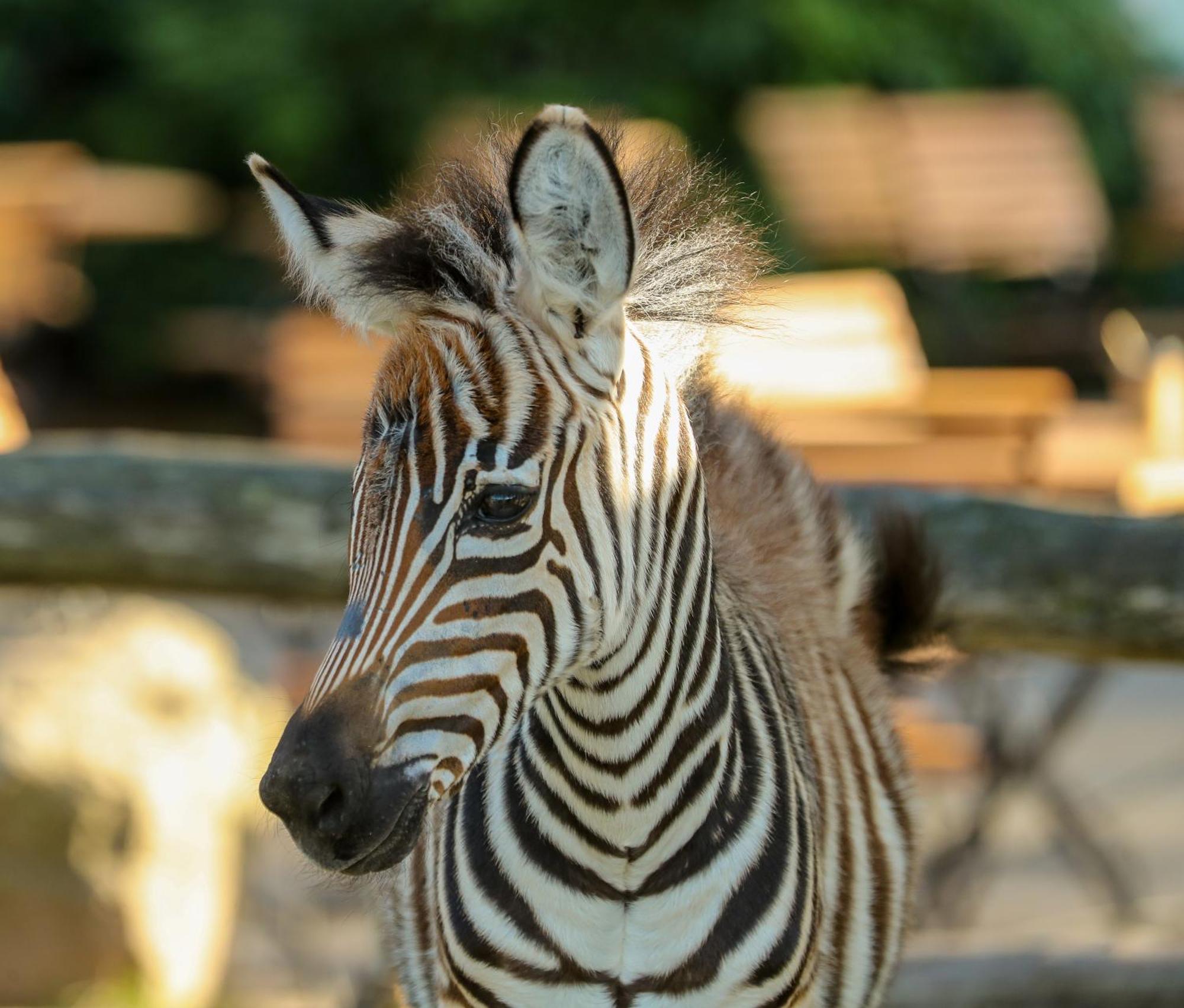Tierpark Entdeckerhaeuser Wagenfeld Eksteriør bilde